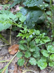 Cardamine flexuosa