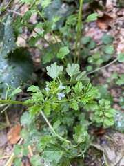Cardamine flexuosa