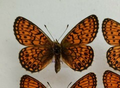 Boloria eunomia