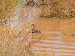 Tachybaptus ruficollis capensis
