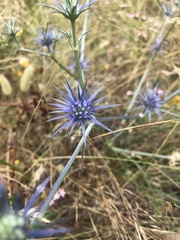 Eryngium ovinum