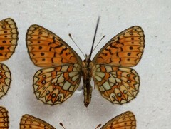 Boloria eunomia