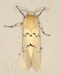 Leucaloa eugraphica