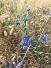 Eryngium ovinum