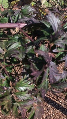 Rubus laciniatus