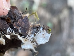 Peltigera horizontalis