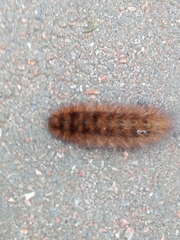 Phragmatobia