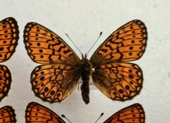 Boloria eunomia