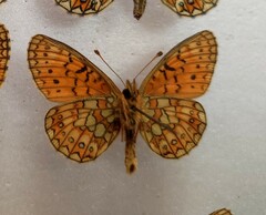 Boloria eunomia