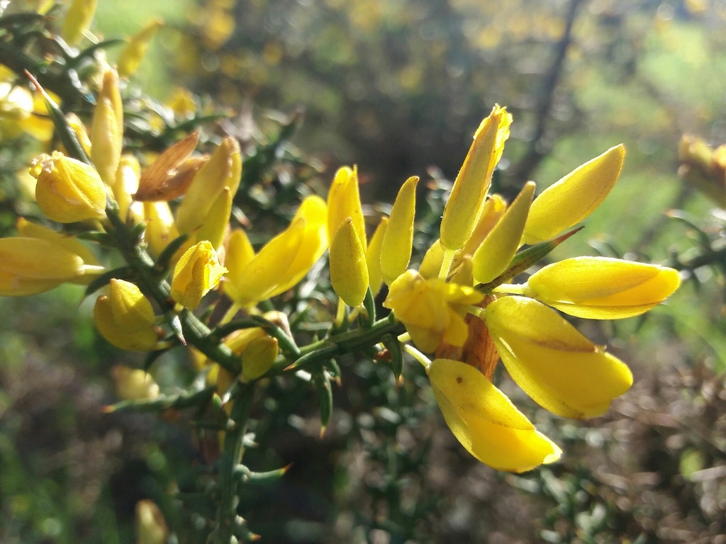 Ulex australis