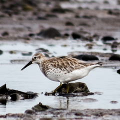 Calidris tenuirostris