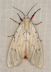 Rhodogastria similis