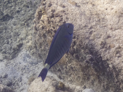 Acanthurus chirurgus