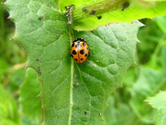 Ceratomegilla notata