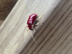 Paratriarius coccineus
