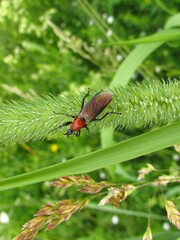 Bibio hortulanus