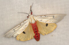 Rhodogastria similis