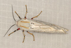 Rhodogastria similis