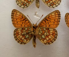 Boloria eunomia
