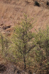 Afrocanthium