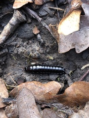 Carabina