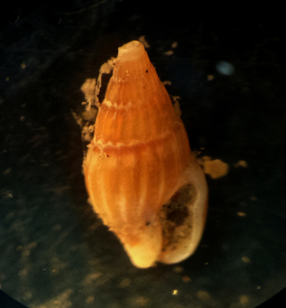 Anachis isabellei