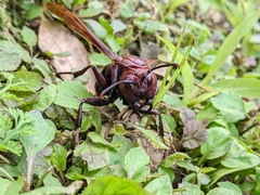 Polistes gigas
