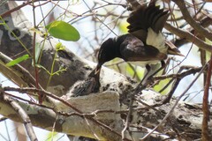 Willie Wagtail photo 6