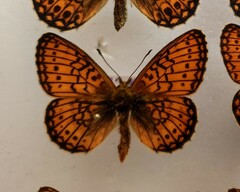 Boloria eunomia