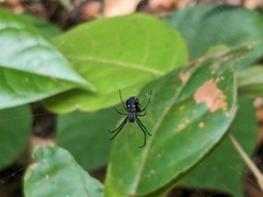 Leucauge argentina