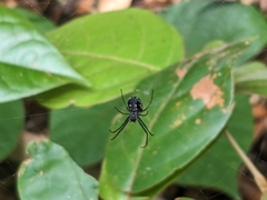 Leucauge argentina