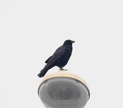 Corvus corone