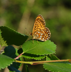 Boloria eunomia