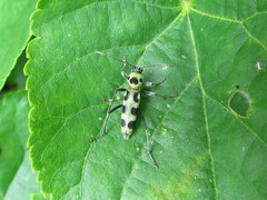 Chlorophorus herbstii