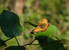 Boloria eunomia