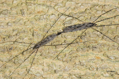Tipula abdominalis