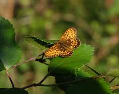 Boloria eunomia