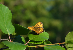Boloria eunomia