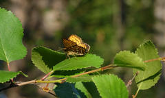 Boloria eunomia