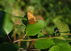 Boloria eunomia