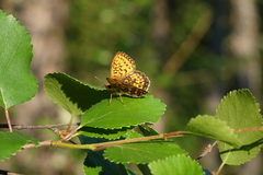 Boloria eunomia