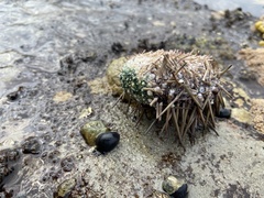 Heliocidaris erythrogramma