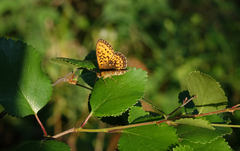 Boloria eunomia