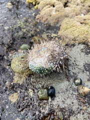 Heliocidaris erythrogramma