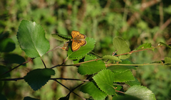 Boloria eunomia