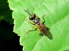 Abrachyglossum capitatum
