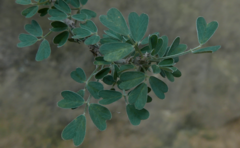 Medicago arborea