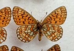 Boloria eunomia