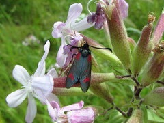 Zygaena centaureae