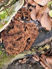 Phaeolus schweinitzii